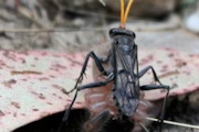 Fabriogenia sp Spider Wasp (Fabriogenia sp)